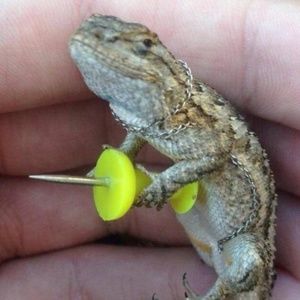 Meet your Posher, Bobby_29